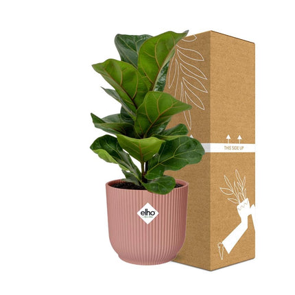 Ficus Lyrata 'Bambino' en rosa elho Vibes Fold - Ø14cm