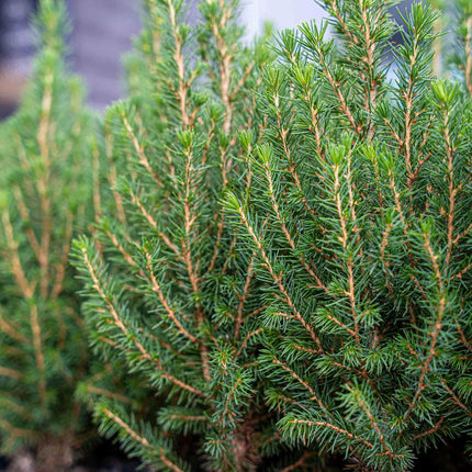 Mini Christmas Tree - Picea Glauca Perfecta - ↕25-30cm - 3x
