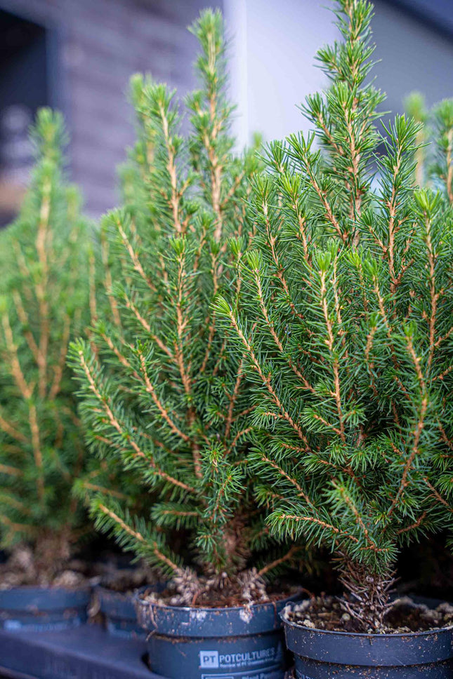 Mini Christmas Tree - Picea Glauca Perfecta - ↕25-30cm - 3x