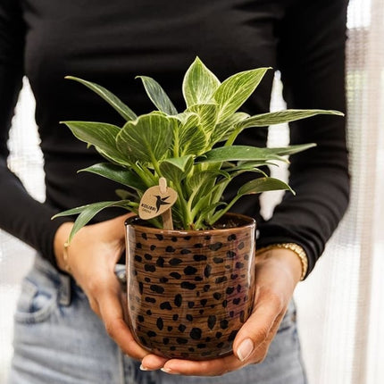 Philodendron White Measure - Kolibri Greens - Ø9cm