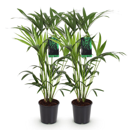 Howea Forsteriana - Kentia Palm - ↕80-85cm - Ø19cm - 2x