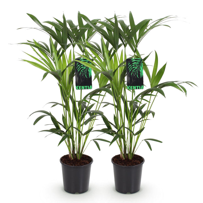 Howea Forsteriana - Kentia Palm - ↕80-85cm - Ø19cm - 2x