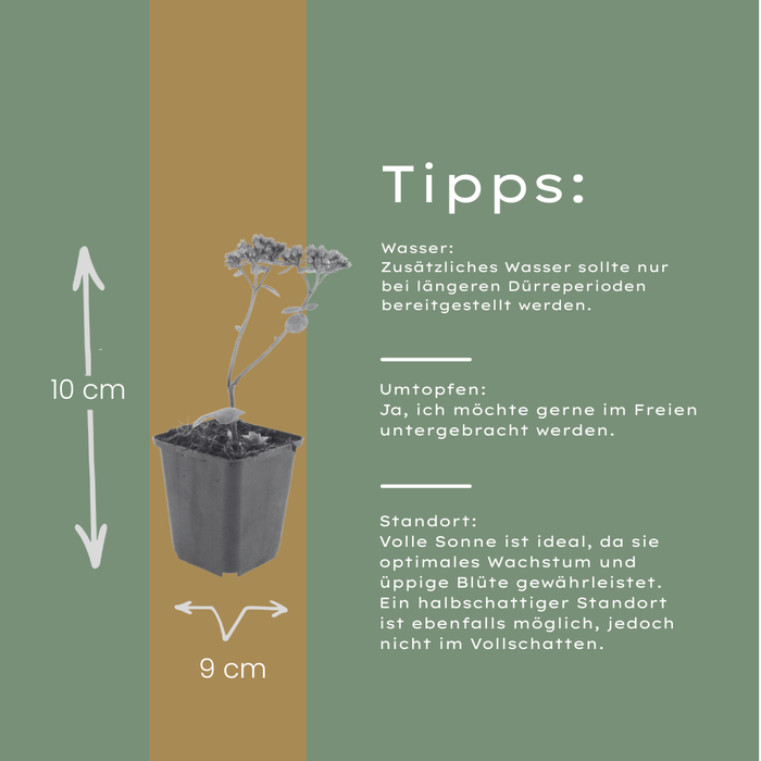 Sedum 'Matrona' - ↕10-25cm - Ø9cm - 12x
