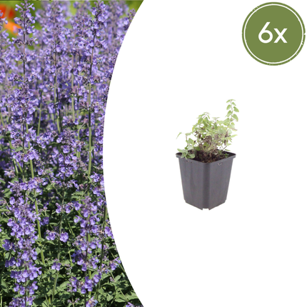 Nepeta 'Grol' -  Kattenkruid - ↕10-25cm - Ø9cm - 6x