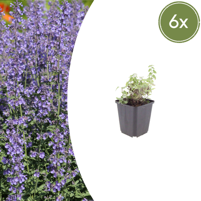 Nepeta 'Grol' -  Kattenkruid - ↕10-25cm - Ø9cm - 6x