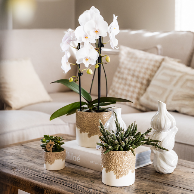 Kolibri Company | Bloom Sand plantesæt | Hvid Niagara Falls orkidé 12 cm + grønne planter inkl. Bloom Sand dekorative potter