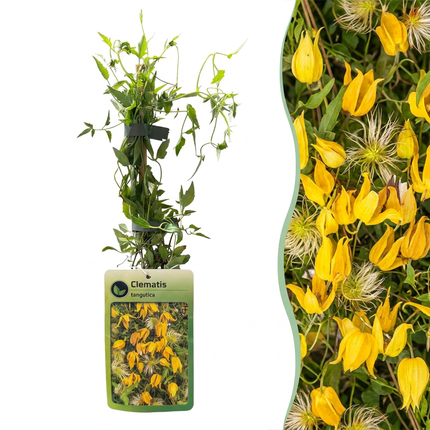 Clematis tangutica - Chinese bosrank 6x - Geel - Klimplant - Ø9cm - ↕35cm