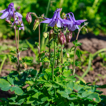 Aquilegia vulgaris - Akelei - ↕10-25cm - Ø9cm - 12x