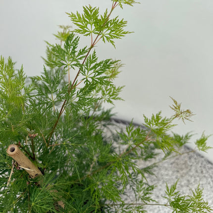 Japansk Ahorn - Acer palmatum Emerald Lace - Grøn - ↕70cm - Ø19cm - 2x