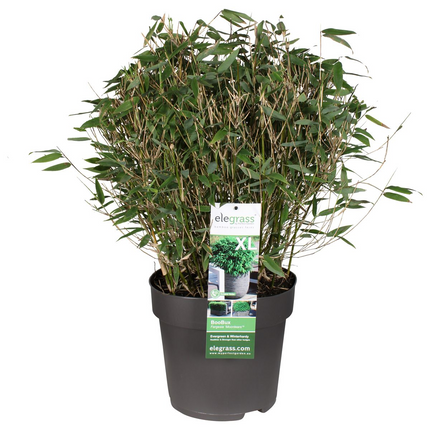 Fargesia 'Moontears'® Boobux - niet woekerende bamboe - ↕70cm - Ø29cm