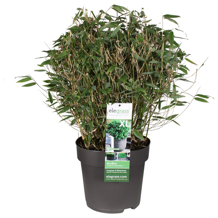 Fargesia 'Moontears'® Boobux - niet woekerende bamboe - ↕70cm - Ø29cm