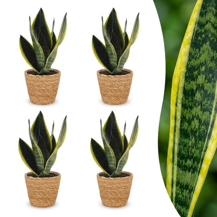 Sansevieria Future Superb - Vrouwentong - 4x - met Mand - Pot 12cm - Hoogte 35cm