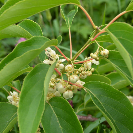 Actinidia arguta 'Issai' - Kiwibes - ↕45cm - Ø13cm