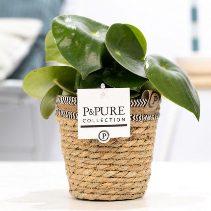 Peperomia Raindrop In P&PURE Basket - ↕25cm - Ø12cm