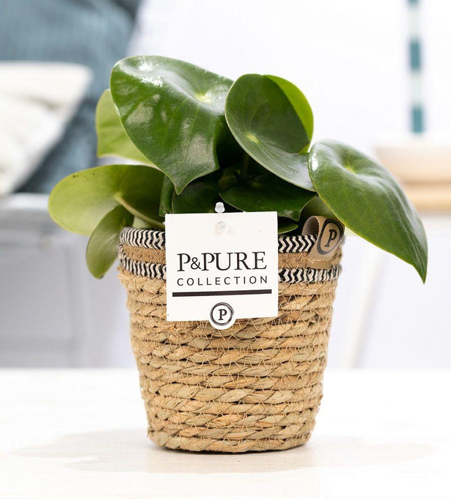 Peperomia Raindrop en cesta P&PURE - ↕25cm - Ø12cm