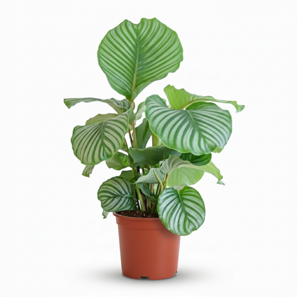 Calathea Orbifolia - Pauwenplant - ↕60-70cm - Ø21cm