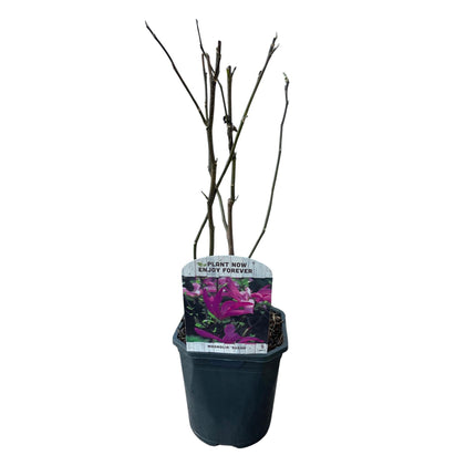 Magnolia Susan - Fleurs rose foncé - 1 plant - Caduc - Entretien facile - Pot de 17 cm, hauteur 45 cm