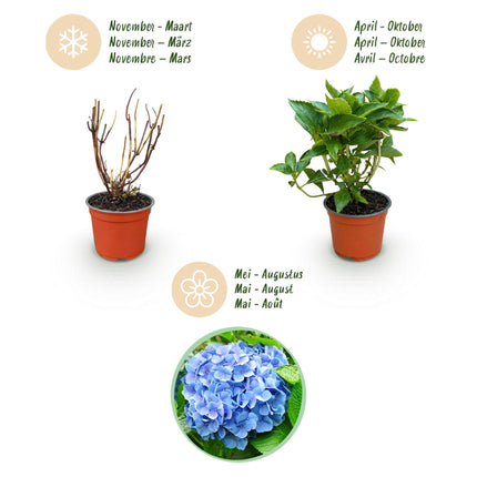 Hydrangea macrophylla Blauw - Hortensia - Blauw - ↕20-30cm - Ø12cm - 3x