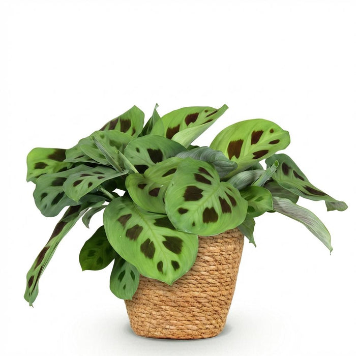 Maranta Fascinator Kerchoveana - Zebraplant - met Mand - ↕25cm - Ø12cm