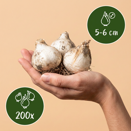 200x Allium Sphaerocephalon - Bloembollen - Kogellook - Paars - Zomerbloeier - Bolmaat 5/6
