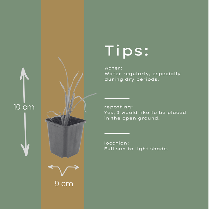 12x Hemerocallis 'Stella de Oro' - ↕10-25cm - Ø9cm
