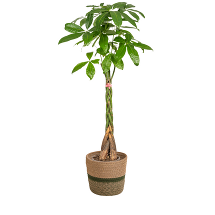 Pachira Aquatica with basket Ø24cm - ↕120 - 140cm