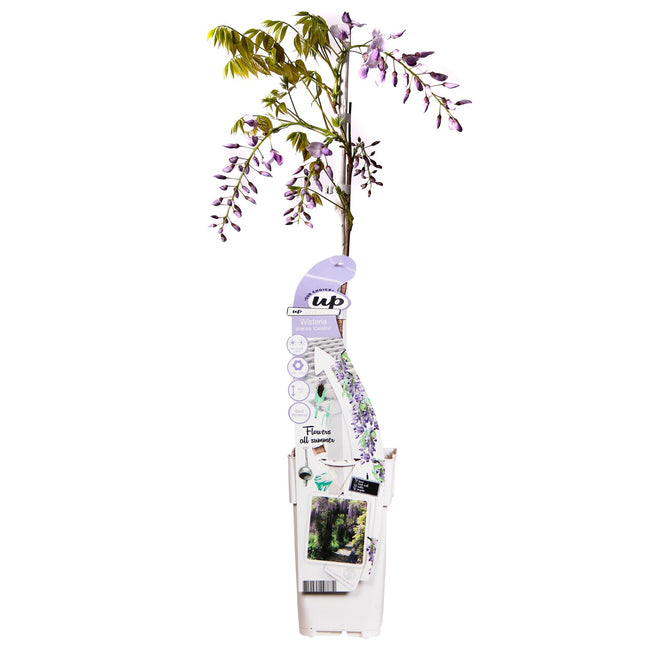 Wisteria sinensis Caroline - Purple Wisteria - ↕65cm - Ø15cm
