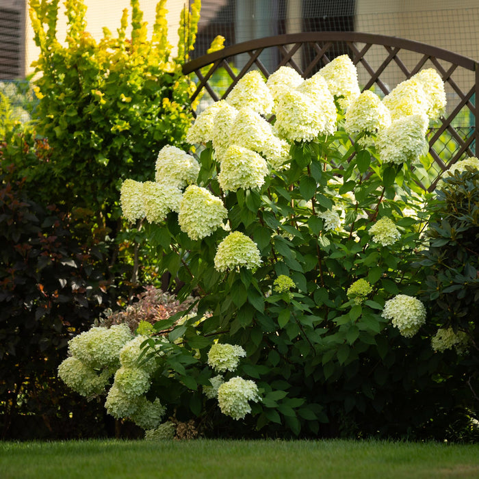 Hydrangea panniculata Limelight - Pluimhortensia - Winterhard - Lime Groen - 3 Planten - Pot 12cm - Hoogte Hoogte 20-30cm