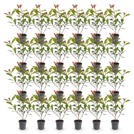 Photinia fraseri Carre Rouge - Glansmispel - 24x Haagplanten - Groenblijvend - Rood - Pot 9cm - Hoogte 25-35cm