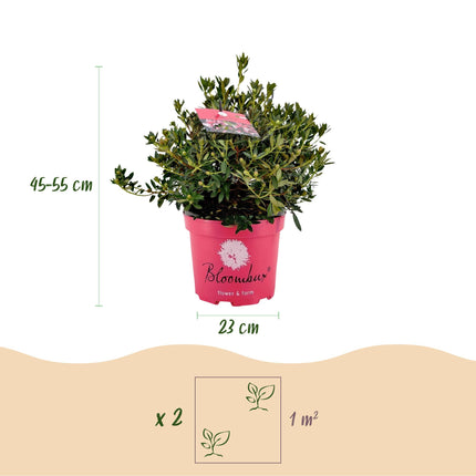 Dwerg Rhododendron - Rhododendron Bloombux Magenta - Bloeiende Buxus - Roze Bloem - ↕45-55cm - Ø23cm - 2x