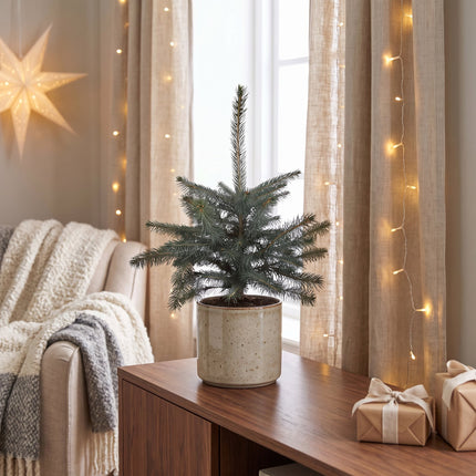 2x Picea pungens Glauca - Blauwe spar - Blauw - Kerstboom - Ø23cm - ↕60cm
