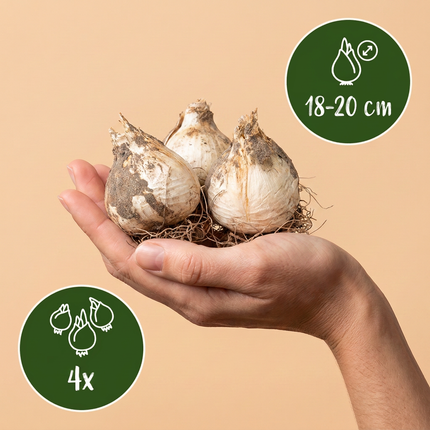 4x Allium Pinball Wizard - Bloembollen - Sierui Tovenaarsbal - Paars - Zomerbloeier - Bolmaat 18/20
