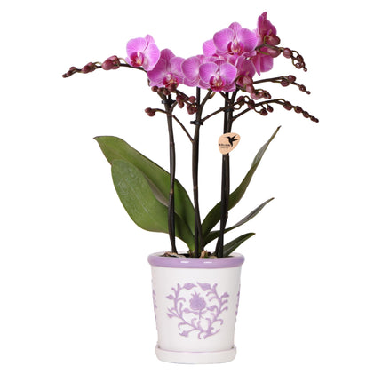 Orchidée violette Vienna + Malaga en pot décoratif Lila - Ø9cm | plante d'intérieur fleurie