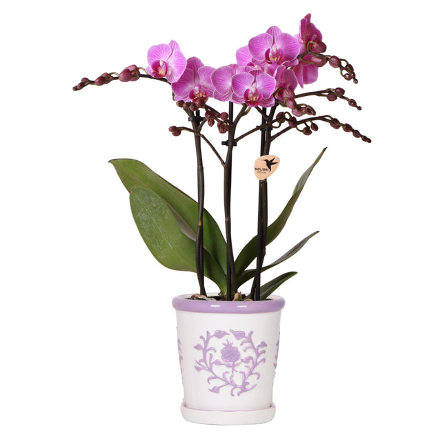 Orchidea viola Vienna + Vaso decorativo Malaga lilla - Ø9cm | pianta da interno fiorita