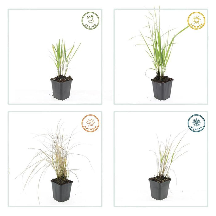 Calamagrostis Acutiflora 'Karl Foerster' - Struisriet - ↕10-25cm - Ø9cm - 40x