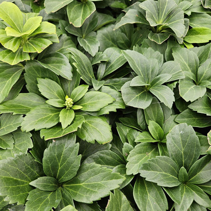 Pachysandra terminalis - ↕10-25cm - Ø9cm - 24x
