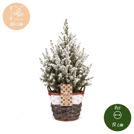 2x Picea glauca Conica - Kegelspar - Groen - Wit - Kerstboom - incl. mand - Ø17cm - ↕65cm