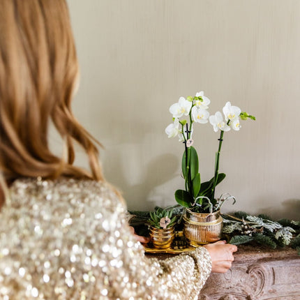 Kolibri Orchids | Gift Set Allure Shiny Goud - Witte Phalaenopsis Orchidee Mineral Amabilis & Succulent