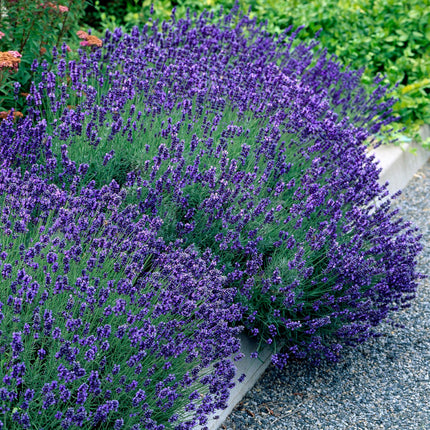 Lavandula angustifolia Hidcote - Lawenda - Fioletowy - ↕20-25cm - Ø12cm - 3x