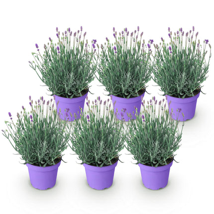 Lavandula angustifolia Munstead - Lavanda - ↕20-25cm - Ø12cm - 6x