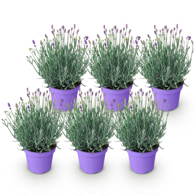 Lavandula angustifolia Munstead - Lavender - ↕20-25cm - Ø12cm - 6x