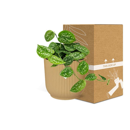 Scindapsus Pictus ‘Argyraeus’ in elho Vibes Fold Ø14cm geel