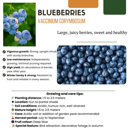 Heidelbeerpflanzen (Vaccinium corymbosum) – Bio – ↕20 cm – Ø13 cm – 6 Stück