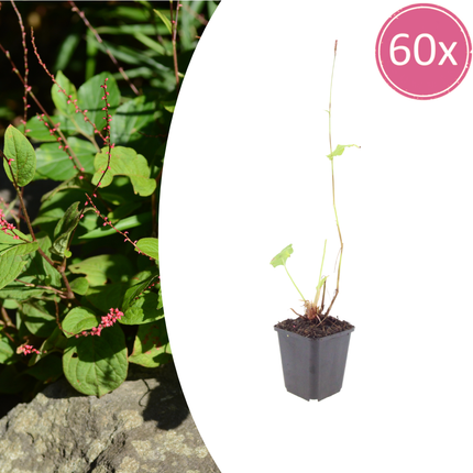 Persicaria amplexicaulis 'Speciosa' - Duizendknoop - ↕10-25cm - Ø9cm - 60x