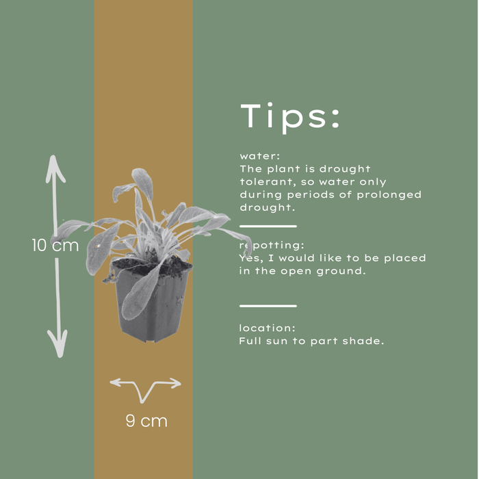 Stachys byzantina - Ezelsoor - ↕10-25cm - Ø9cm - 48x