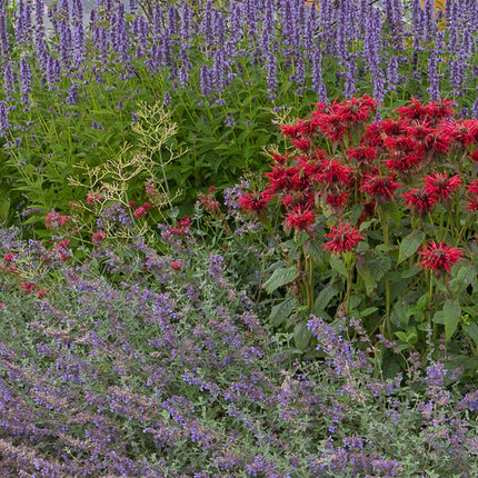 Borderpakket - Geurend - Diversen - Soorten en kleuren - 12 Planten - Pot 11cm - Hoogte 15-25cm