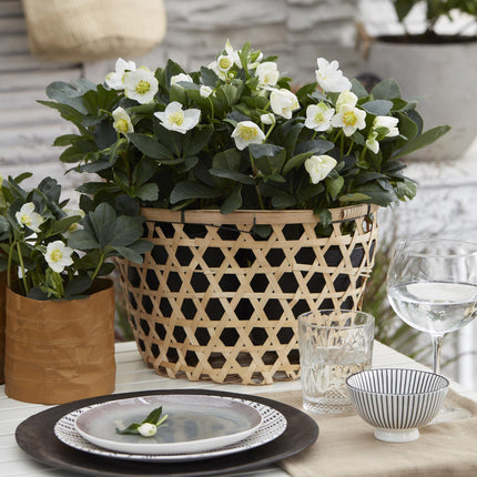 Kerstroos - Helleborus Christmas Carol  - Witte Bloem - ↕25cm - Ø10,5cm - 6x