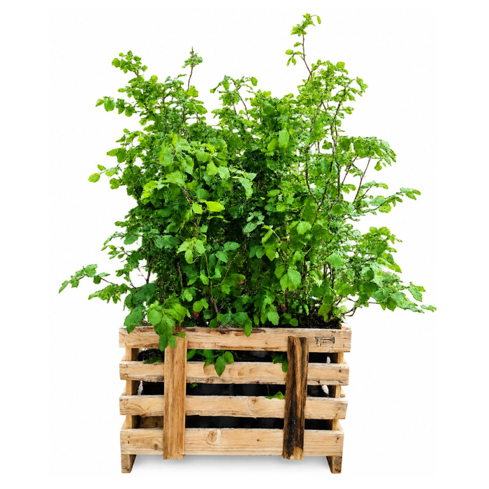 Fagus sylvatica - Beukenhaag - Palletdeal - ↕60-80cm - Ø19cm - 50x
