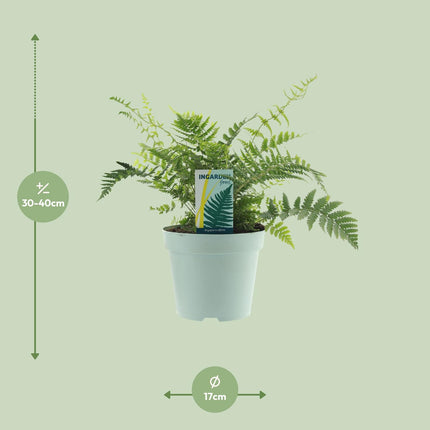 Dryopteris Affinis Fedata - Kidney Fern - ↕40cm - Ø17cm