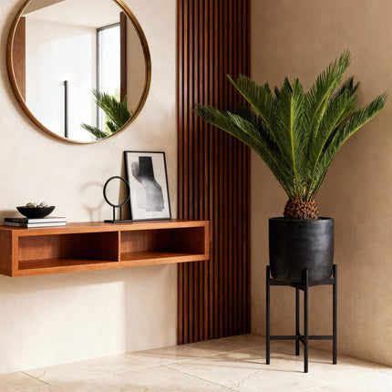 Cycas revoluta - Palm fern - ↕70cm - Ø17cm